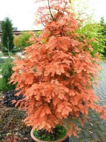 Urwelt Mammutbaum Metasequoia glyptostroboides 80 - 100 cm hoch im 5 Liter Pflanzcontainer - 