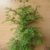 Urwelt Mammutbaum Metasequoia glyptostroboides 80 - 100 cm hoch im 5 Liter Pflanzcontainer - 