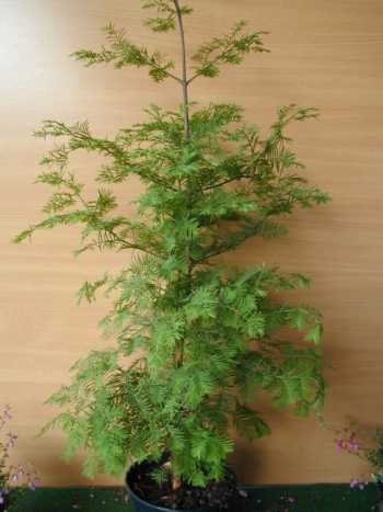 Urwelt Mammutbaum Metasequoia glyptostroboides 80 - 100 cm hoch im 5 Liter Pflanzcontainer - 