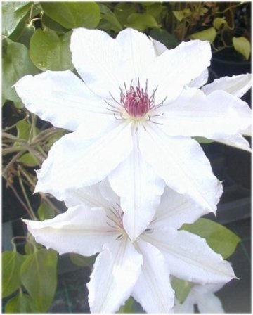 Waldrebe Clematis Miss Bateman 80-100 cm hoch im 3 Liter Pflanzcontainer -
