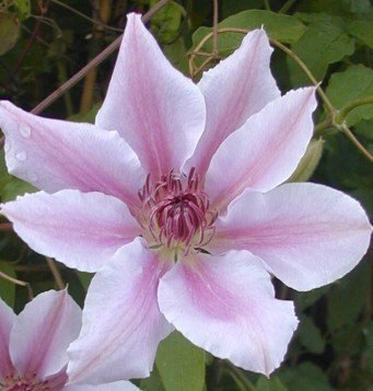 Waldrebe Clematis Nelly Moser weiß mit rosa Streifen im 3 Liter Pflanzcontainer 80 -100 cm hoch -