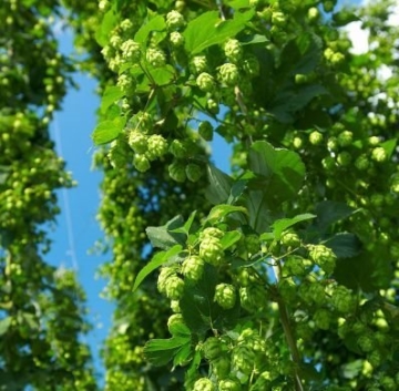 Wilder Hopfen Humulus lupulus 1 Pflanze 60-80 cm Extrem schnellwüchsig bis zu 3 Meter pro Monat - 