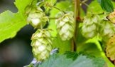 Wilder Hopfen Humulus lupulus 1 Pflanze 60-80 cm Extrem schnellwüchsig bis zu 3 Meter pro Monat -