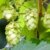 Wilder Hopfen Humulus lupulus 1 Pflanze 60-80 cm Extrem schnellwüchsig bis zu 3 Meter pro Monat -