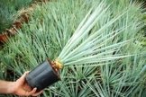 Winterharte Blaukronige Kugelyucca - Yucca rigida - verschiedene Größen (90-100cm - Topf Ø 33cm - 15 Ltr.) -