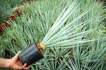 Winterharte Blaukronige Kugelyucca - Yucca rigida - verschiedene Größen (90-100cm - Topf Ø 33cm - 15 Ltr.) -