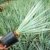 Winterharte Blaukronige Kugelyucca - Yucca rigida - verschiedene Größen (90-100cm - Topf Ø 33cm - 15 Ltr.) -