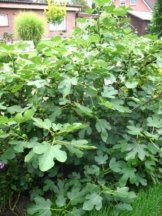 winterharte eßbare Feige, Ficus carica Brown Turkey 40 - 60 cm hoch im 5 Liter Pflanzcontainer -