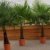Winterharte Palme 180cm - XXL Hanfpalme -18°C Trachycarpus Fortunei Palmen. - 