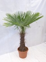 - Winterharte Palme - Trachycarpus fortunei 180 cm - Stamm 60 cm "Chinesische Hanfpalme" -17°C -