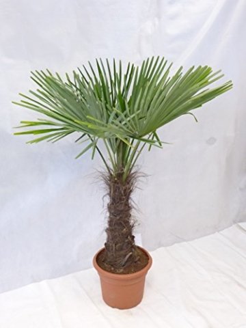 - Winterharte Palme - Trachycarpus fortunei 180 cm - Stamm 60 cm "Chinesische Hanfpalme" -17°C -