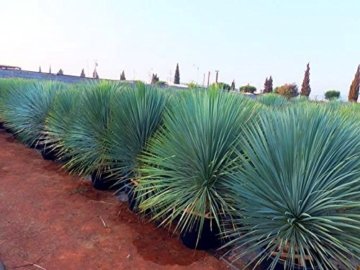Yucca rostrata ca.40 cm. Gesamthöhe Frosthart bis -20 Grad Palmähnliche Stammbildung - 