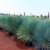 Yucca rostrata ca.40 cm. Gesamthöhe Frosthart bis -20 Grad Palmähnliche Stammbildung - 