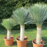Yucca rostrata ca.40 cm. Gesamthöhe Frosthart bis -20 Grad Palmähnliche Stammbildung -