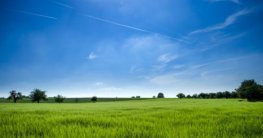 Welcher Rasenmäher für hohes Gras