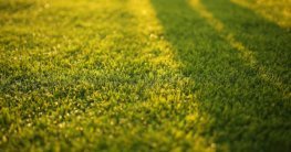 Warum Rasenmäher mit Mulchfunktion