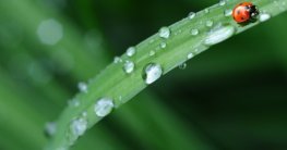 Mähroboter mit Regensensor