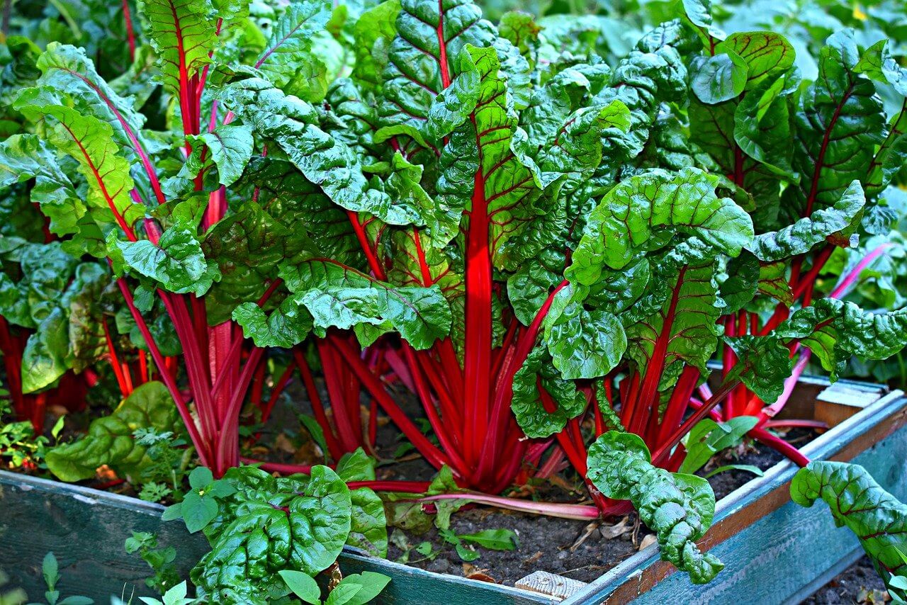 ᐅᐅ Mangold anbauen So gelingt es am Boden wie im Hochbeet
