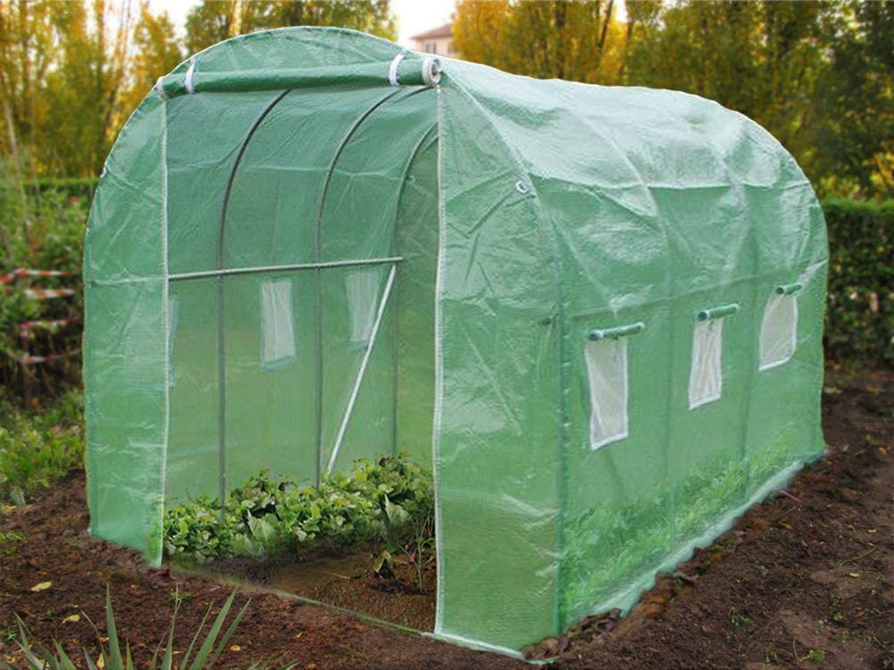 Tomate Standort Haus
