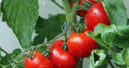 Tomaten anbauen