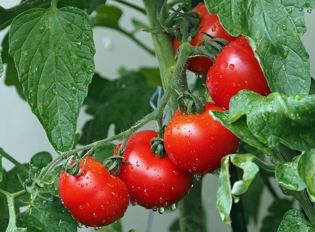 Tomaten anbauen