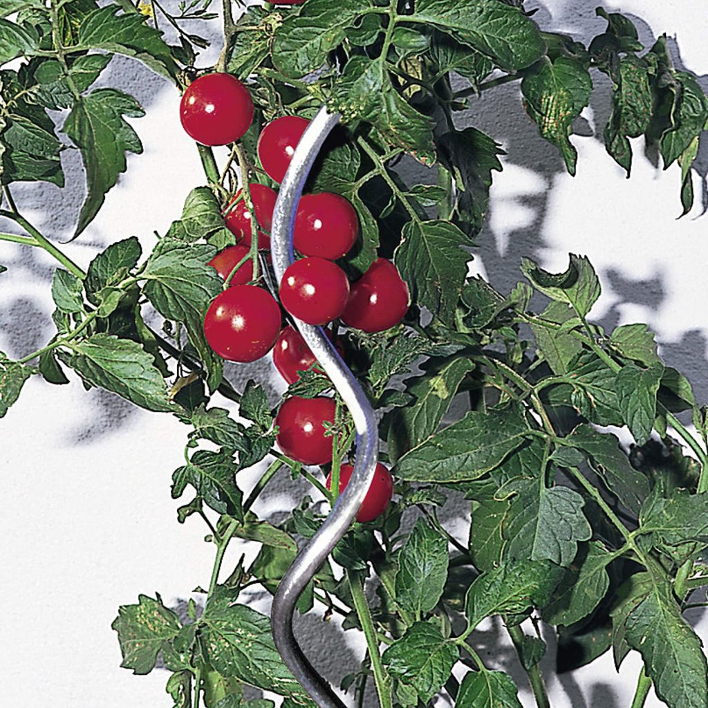 Tomaten selber ziehen anpflanzen