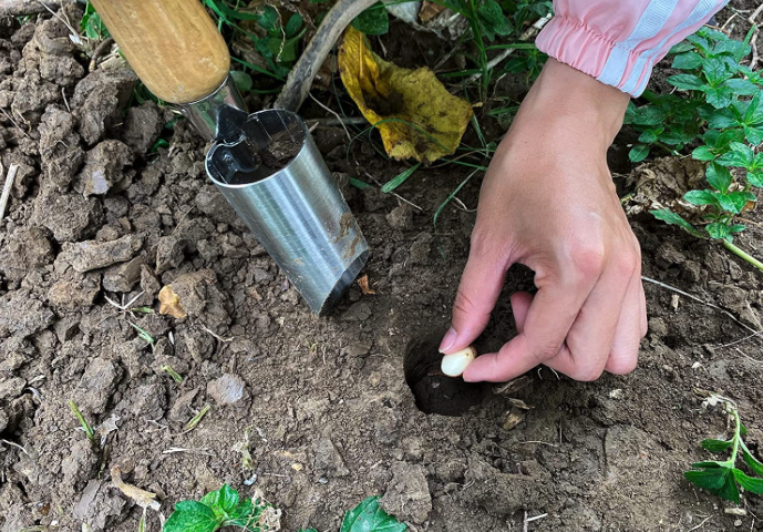 Zwiebelpflanzer
