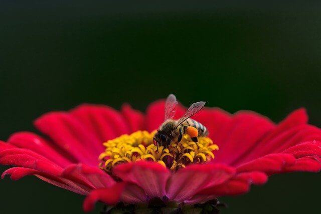 Bienenfreundlicher Garten
