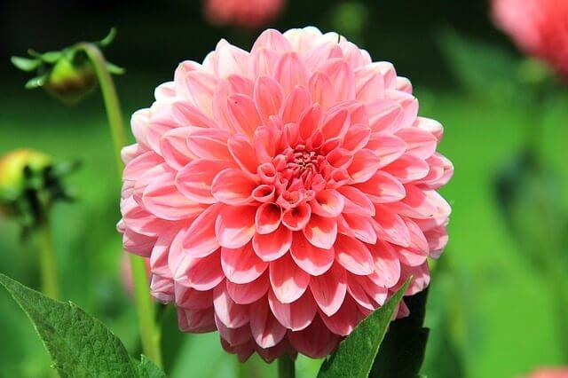 Dahlie