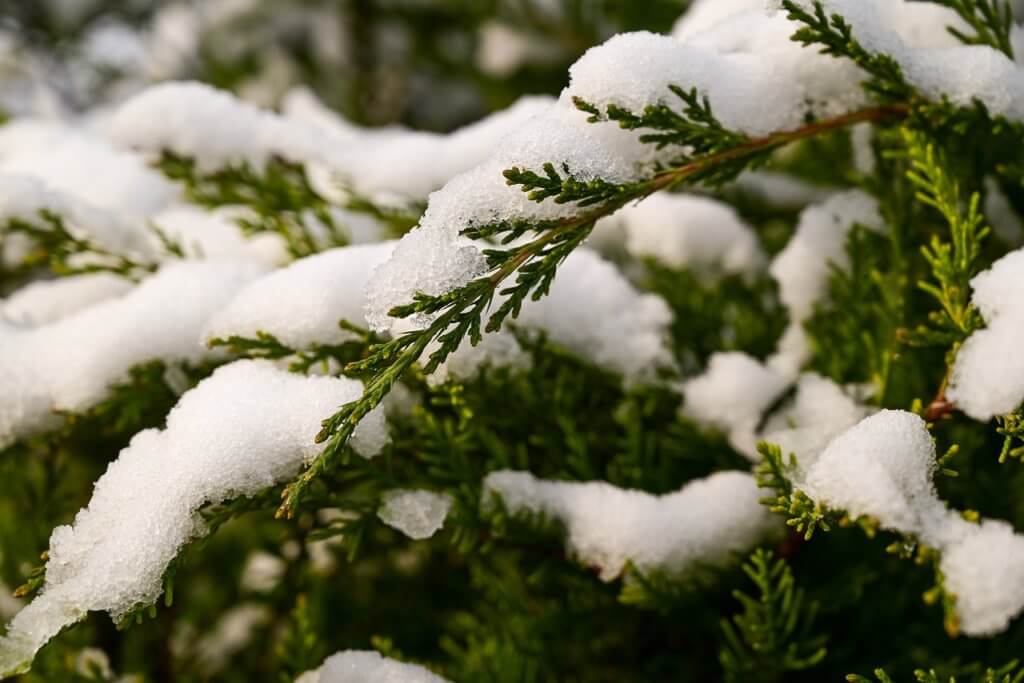 Immergrüne Hecke