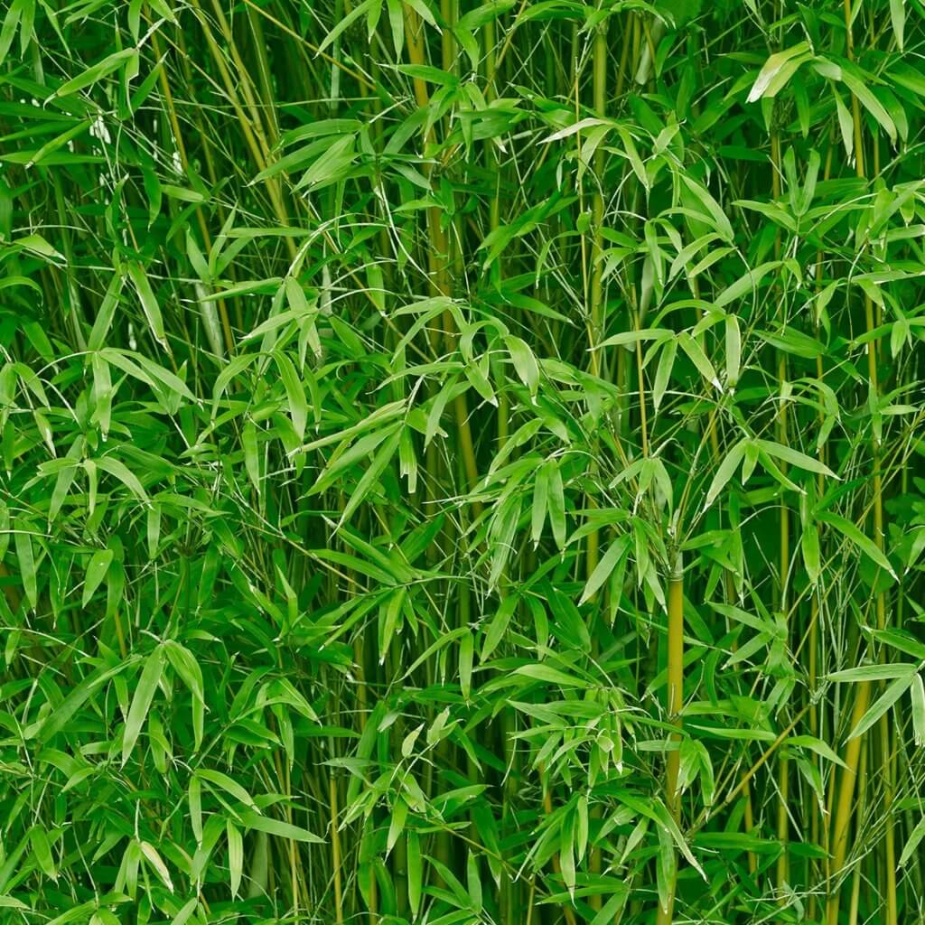 Immergrüne Hecke ungiftig