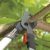 Gardena Astschere Classic 680 B: Bypass-Baumschere für frisches Holz bis 35 mm Durchmesser, 68 cm Länge, präzise Messer mit antihaftbeschichteten Klingen, ergonomische Griffform (8775-20) - 2