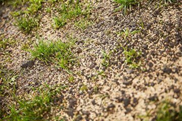 COMPO Rasensaat Spiel und Sport, Universelle Rasenmischung mit Rasensamen / Grassamen, 8 kg, 400 m² - 9