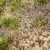 COMPO Rasensaat Spiel und Sport, Universelle Rasenmischung mit Rasensamen / Grassamen, 8 kg, 400 m² - 9