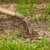 COMPO Rasensaat Spiel und Sport, Universelle Rasenmischung mit Rasensamen / Grassamen, 8 kg, 400 m² - 10