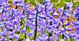 Gartenhyazinthe