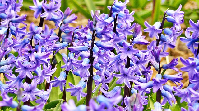 Gartenhyazinthe